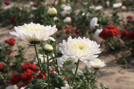 Téléchargez les photos : White colored chrysantheme rot tautropfen flower on farm for harvest are cash crops - en image libre de droit