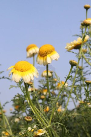 Foto de Yellow colored crown daisy farm for harvest are cash crops - Imagen libre de derechos