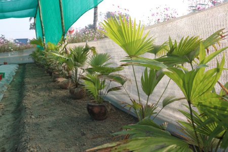 green colored Livistona chinensis tree plant on farm for harvest and gardening