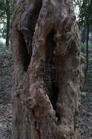 Foto de A tree view with hole on forest for tourist - Imagen libre de derechos