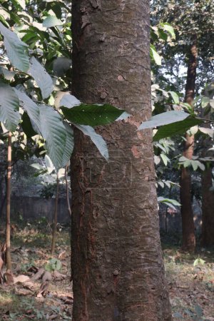 Foto de Una vista del árbol con brunch en el bosque para el turista - Imagen libre de derechos