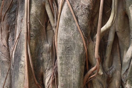 Foto de A tree view with brunch and root on forest for tourist - Imagen libre de derechos