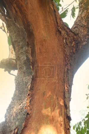 Foto de A tree view with brunch on forest for tourist - Imagen libre de derechos