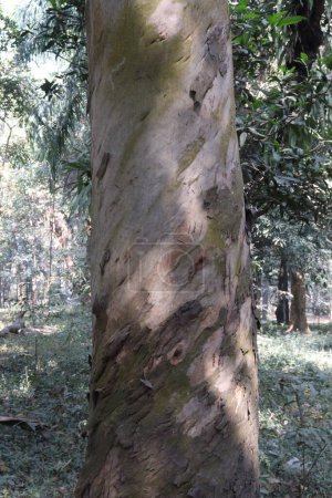 Foto de A tree view with brunch on forest for tourist - Imagen libre de derechos