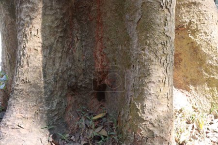Foto de A tree view with hole on forest for tourist - Imagen libre de derechos