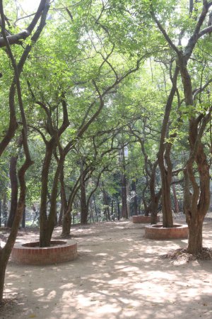 Foto de Tree view with brunch on forest for tourist - Imagen libre de derechos