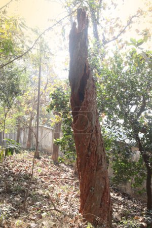 Foto de Dry and raw tree view on forest for tourist - Imagen libre de derechos