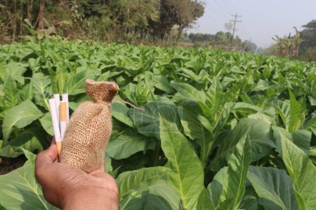 Foto de Granja de tabaco de color verde con bolsa de dinero y cigarrillo para la cosecha - Imagen libre de derechos