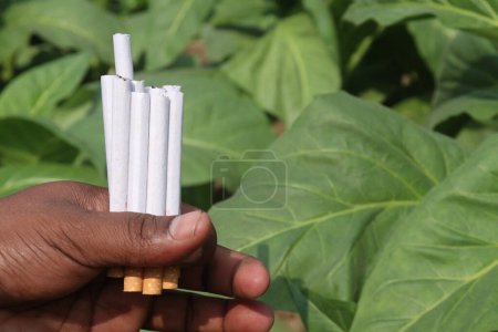 Foto de Granja de tabaco de color verde con el cigarrillo en la mano para la cosecha son cultivos comerciales - Imagen libre de derechos