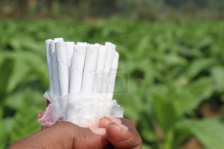 Foto de Granja de tabaco de color verde con el cigarrillo en la mano para la cosecha son cultivos comerciales - Imagen libre de derechos