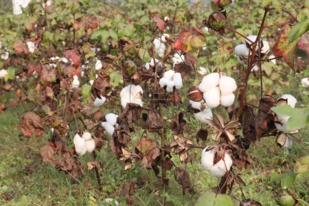 Photo for Peruvian pima cotton on tree in farm for harvest are cash crops - Royalty Free Image