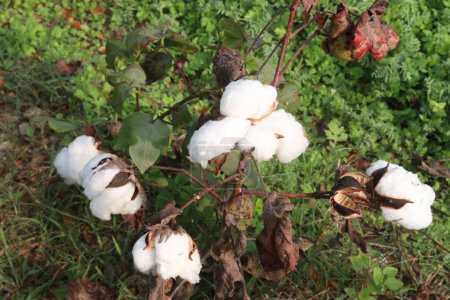 algodón de pima peruana en el árbol en la granja para la cosecha son cultivos comerciales