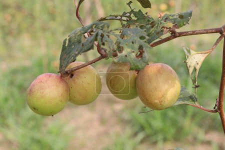 Téléchargez les photos : Savoureux et sain fruits Ziziphus mauritiana sur l'arbre dans la ferme pour la récolte sont des cultures de rente - en image libre de droit