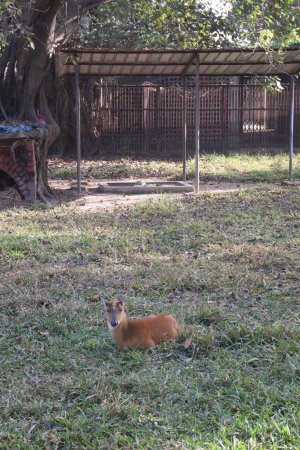 Téléchargez les photos : Duiker forêt rouge sur le zoo pour les touristes et les visiteurs - en image libre de droit
