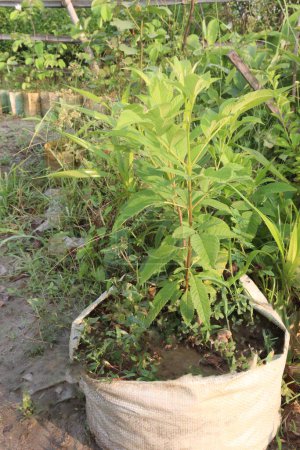 Foto de Planta de árbol de alcanfor Ngai en vivero para la cosecha - Imagen libre de derechos