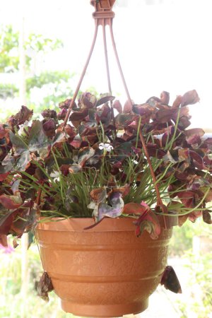 fausse plante de trèfle de couleur rouge sur pot suspendu en pépinière à vendre