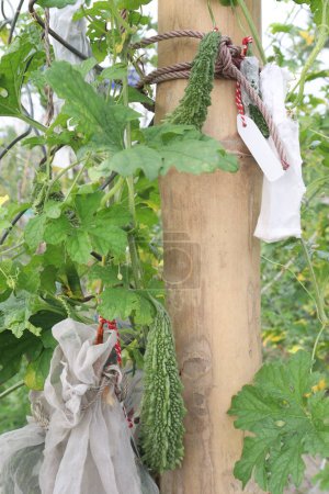 Foto de Melón amargo en el árbol en la empresa para la cosecha son cultivos comerciales - Imagen libre de derechos