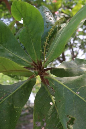 Téléchargez les photos : Terminalia catappa sur l'arbre en pépinière pour la récolte sont des cultures commerciales - en image libre de droit