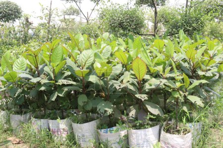 Téléchargez les photos : Terminalia catappa plante sur pépinière pour la récolte sont des cultures de rente - en image libre de droit
