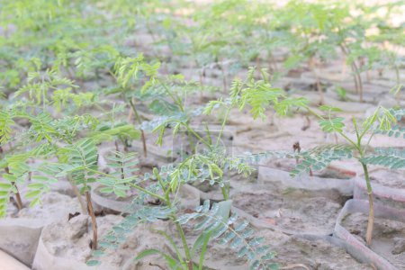 Téléchargez les photos : Peltophorum pterocarpum plante d'arbre à fleurs à la ferme pour la récolte et la vente est une culture commerciale - en image libre de droit