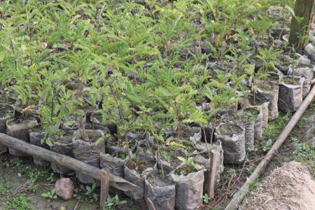 Téléchargez les photos : Peltophorum pterocarpum plante d'arbre à fleurs à la ferme pour la récolte et la vente est une culture commerciale - en image libre de droit