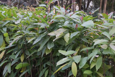 Téléchargez les photos : Terminalia chebula plante d'arbre à la ferme pour la récolte sont des cultures commerciales - en image libre de droit