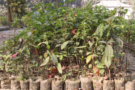 Photo for Elaeocarpus serratus fruit tree plant on farm for harvest are cash crops - Royalty Free Image