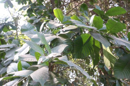 Téléchargez les photos : Magnolia caricifragrans plante d'arbre à la ferme pour la récolte - en image libre de droit