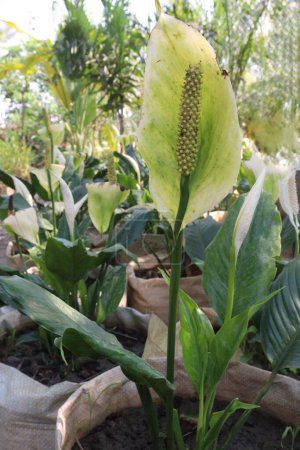 Photo for Peace lily spadix flower plant on farm for sell is a cash crops - Royalty Free Image