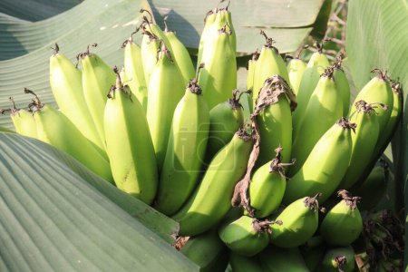 Foto de Racimo de plátanos crudos en el árbol en la granja para la cosecha son cultivos comerciales - Imagen libre de derechos