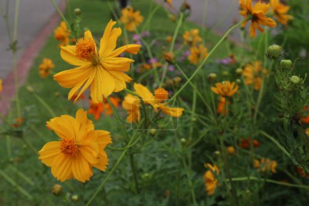 Sulfur cosmos flower plant on farm for harvest are cash crops
