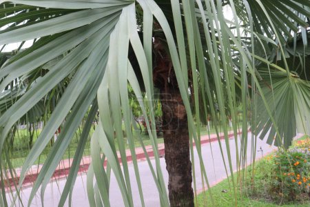 Foto de Planta de árbol de Anahaw en el jardín para el medio ambiente verde y la naturaleza - Imagen libre de derechos