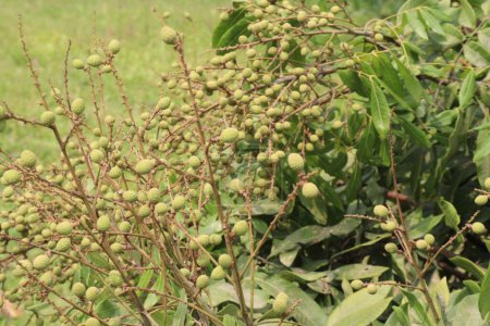 Foto de La fruta longana en el árbol en la granja para la cosecha son cultivos comerciales - Imagen libre de derechos