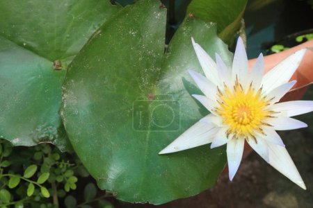 Photo for Pygmy water lily flower plant on pot in farm for harvest are cash crops - Royalty Free Image
