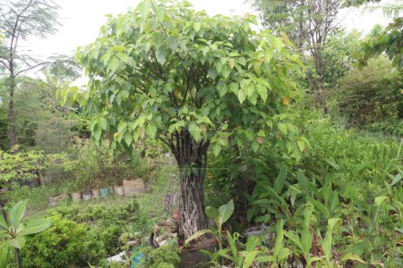 Photo for Sacred fig tree on farm It helps in reducing the elevated levels of liver enzymes and improving the liver cell degeneration,inflammation, and necrosis - Royalty Free Image