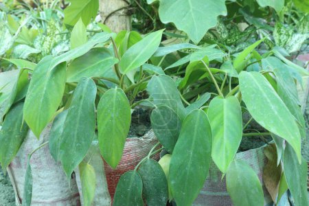 Téléchargez les photos : Philodendron frilly philly plant en feuilles à la ferme pour la vente sont des cultures commerciales - en image libre de droit