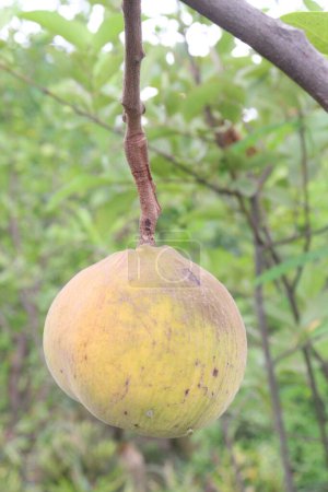 Photo for Santol in tree on farm, are good source of iron, which is a mineral that can help move oxygen in the blood and fiber, which can help regulate digestion, and contain calcium, phosphorus, and vitamin C - Royalty Free Image