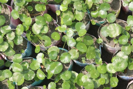Téléchargez les photos : Centella asiatica plante de feuille à la ferme à vendre sont des cultures de rente. Ils ont antioxydant, anti cellulite, anti-inflammatoire, anti-vieillissement propriétés ingrédient utile dans les produits de soins de la peau - en image libre de droit