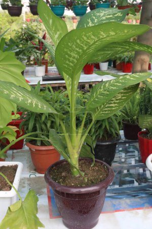 Foto de Dumb canes leaf plant on farm for sell are cash crop. it can purify indoor air in 100 feet around it - Imagen libre de derechos