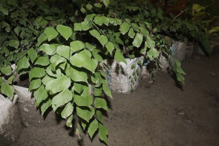 Foto de Adiantum trapeziforme planta de hojas en la granja para la venta son cultivos comerciales. tienen antidiabéticos, antiobesidad, anticonvulsivos, analgésicos, hipocolesterolémicos, goitrogénicos, antitiroideos - Imagen libre de derechos