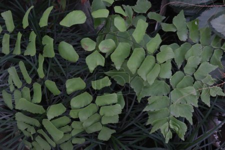 Foto de Adiantum trapeziforme planta de hojas en la granja para la venta son cultivos comerciales. tienen antidiabéticos, antiobesidad, anticonvulsivos, analgésicos, hipocolesterolémicos, goitrogénicos, antitiroideos - Imagen libre de derechos