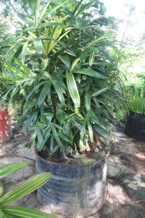 Photo for Broadleaf lady palm has proven successful in removing airborne toxins within the home, including ammonia, formaldehyde, xylene, and carbon dioxide - Royalty Free Image