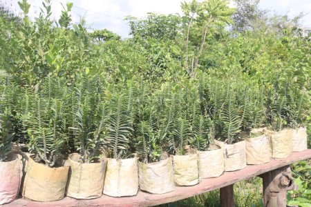 Téléchargez les photos : Les plants de mille-pattes à la ferme destinés à la vente sont des cultures commerciales - en image libre de droit