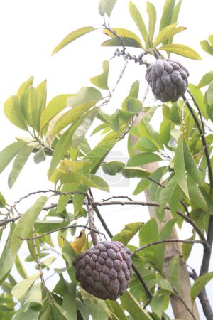 Photo for Custard apple on tree in farm for sell are cash crops - Royalty Free Image