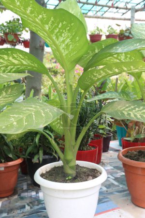 Foto de Dumb canes leaf plant on farm for sell are cash crop. it can purify indoor air in 100 feet around it - Imagen libre de derechos