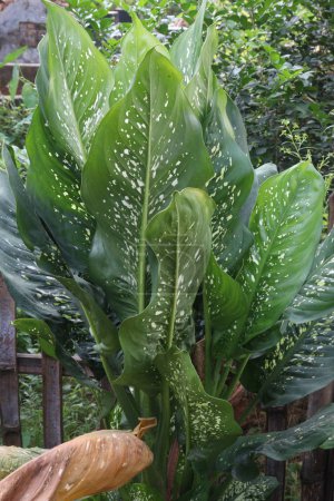 Photo for Dieffenbachia seguine leaf plant on farm for sell are cash crop.it can improving indoor air. however, be aware that this beautiful houseplant can be toxic for people and pets alike - Royalty Free Image
