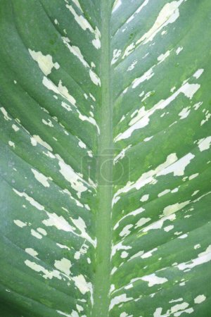 Photo for Dieffenbachia seguine leaf plant on farm for sell are cash crop.it can improving indoor air. however, be aware that this beautiful houseplant can be toxic for people and pets alike - Royalty Free Image