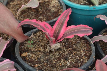 Foto de Criptanthus planta de hojas en la granja para la venta son cultivos comerciales. puede ayudar a purificar el aire mediante la eliminación de contaminantes nocivos y toxinas - Imagen libre de derechos