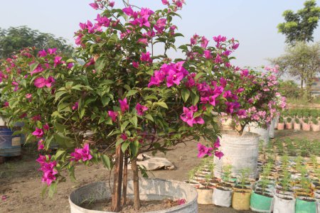 Photo for Bougainvillea flower plant on farm for sell are cash crop. it can treat of coughs, respiratory problems. it have botanical insecticide - Royalty Free Image