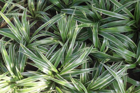 Photo for Chlorophytum comosum leaf plant on farm for sell are cash crop. it can cleaning indoor air by absorbing chemicals including formaldehyde, xylene, benzene, carbon monoxide in home - Royalty Free Image